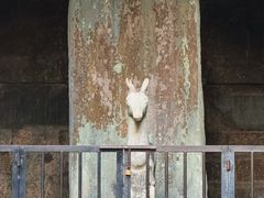 -白鹿洞书院