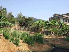 -香竹农庄•传统竹筒饭(十年店)