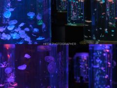 -顺德南宏海立方海洋公园