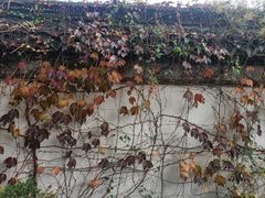 -水绘园