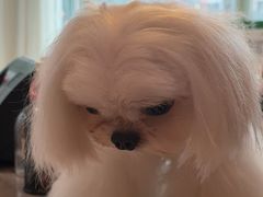 -帕帕拉兹宠物(亚洲旗舰店)