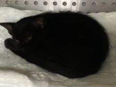 -艾贝尔宠物医院·24H转诊中心·肿瘤猫专科(江宁双龙店)