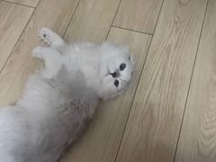 -伟伟宠物医院·CT影像中心·瑞派犬猫综合性门诊(汉口总院)