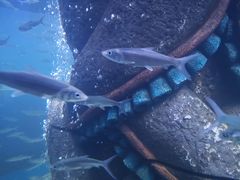 -波塞冬旅游度假区