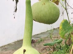 -丽泽山庄·生态怀柔菜·虹鳟鱼(红螺寺店)