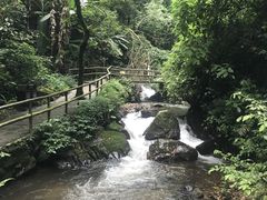 -莫里热带雨林景区
