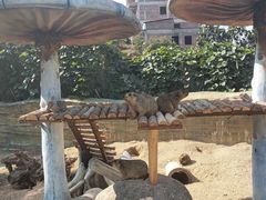 -泉州海丝野生动物世界