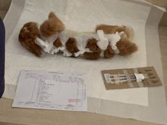 -北京观赏动物医院·24小时大型综合·猫专科·异宠专科