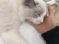 -猫冇咖·家门口的撸猫馆(大融城店)
