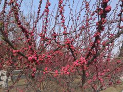 景点-甘井子公园