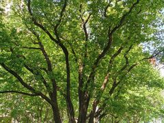 -徐家汇源景区-衡山公园