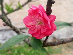 -南国桃园旅游度假区