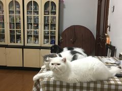 -猫大福·Fortune Cat猫舍(百子湾店)