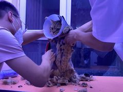 -喵百万·布偶·蓝金金渐层英短·猫舍(百子湾店)