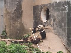 -中国大熊猫保护研究中心雅安碧峰峡基地