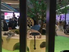 -爪爪喵星球·猫舍(卓悦中心店)