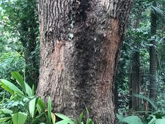-广州兰圃