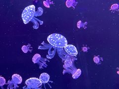 -石家庄海洋公园