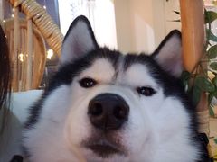 -Husky Go! 哈士奇体验馆·宠物咖啡厅狗咖