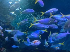 -上海海洋水族馆