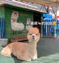 -萌宠亲子动物乐园(槐房万达店)