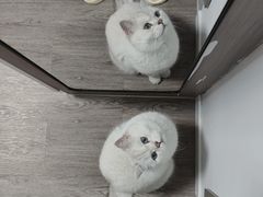 -欣宠猫屋·矮脚拿破仑·蓝金金渐层