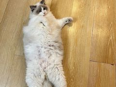 -猫咪派对(江南西店)