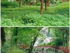 -素山寺森林公园