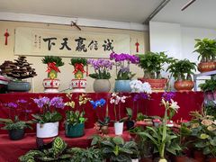 -中环花鸟鱼虫市场