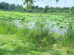 -白鹭湾湿地公园