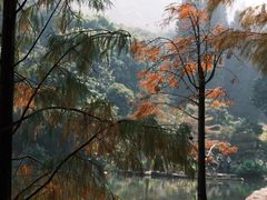 -深圳仙湖植物园
