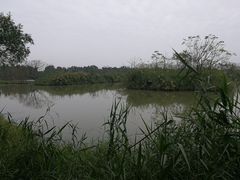 -大湾区中央湿地公园
