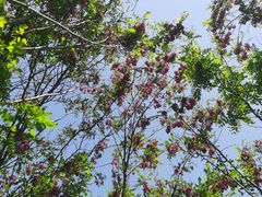 -天津东丽湖风景区