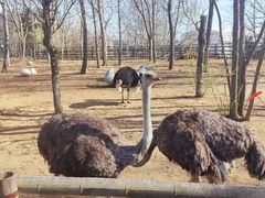 -大连森林动物园