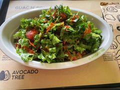 -油梨树AVOCADO TREE(顺义新国展店)