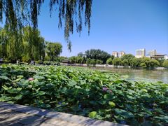 -济南大明湖景区