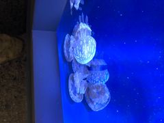 -西雅图水族馆