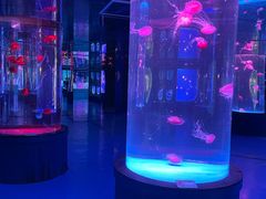 -左海海底世界