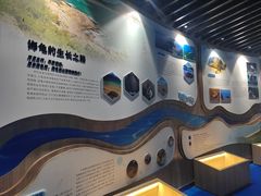 -广东惠东海龟国家级自然保护区