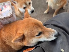 -柴犬高等学院·狗咖·柴犬售卖·宠物训练