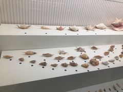 -青岛贝壳博物馆