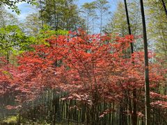 -宁波浙东大竹海景区