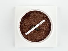 提拉米苏-Bracket Coffee(银河SOHO店)