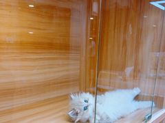 -猫十亿·布偶金渐层·曼基康矮脚猫舍(青年路店)