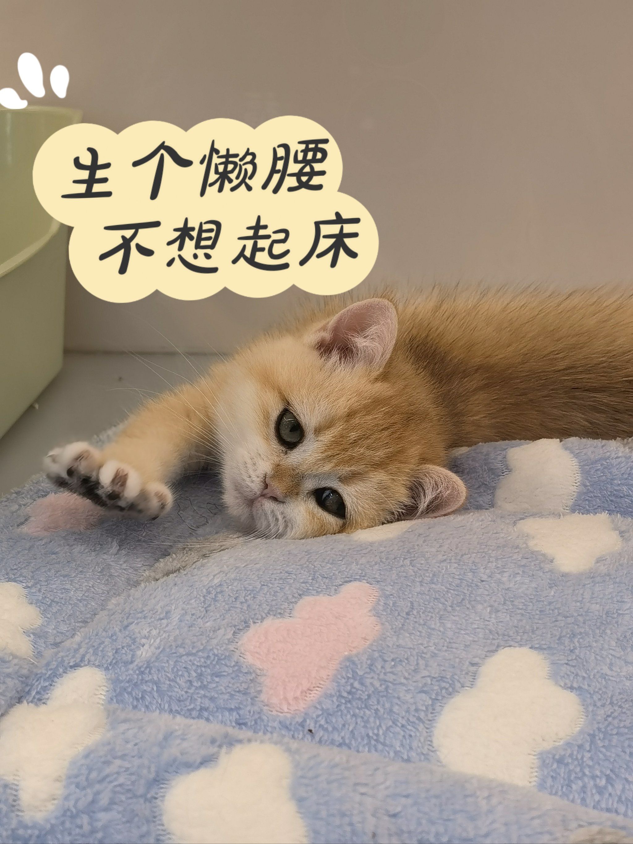 春天就应该睡懒觉呀 猫猫伸个懒腰 继续不想起床💤