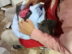 -70cat德文卷毛猫·缅因猫纯种猫舍