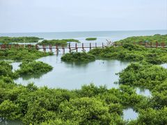 -北海金海湾红树林生态旅游区