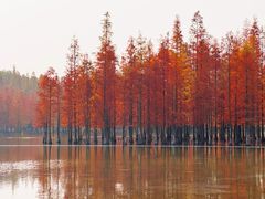 -白鹭湾湿地公园