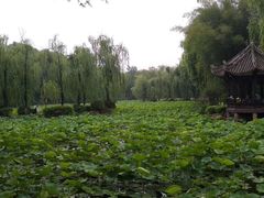 -老桂湖公园-杨升庵博物馆