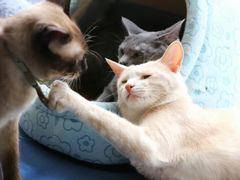 -猫咖时代(中山亭店)